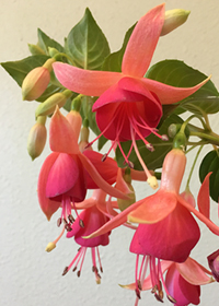 Fuchsia  'Barbara'